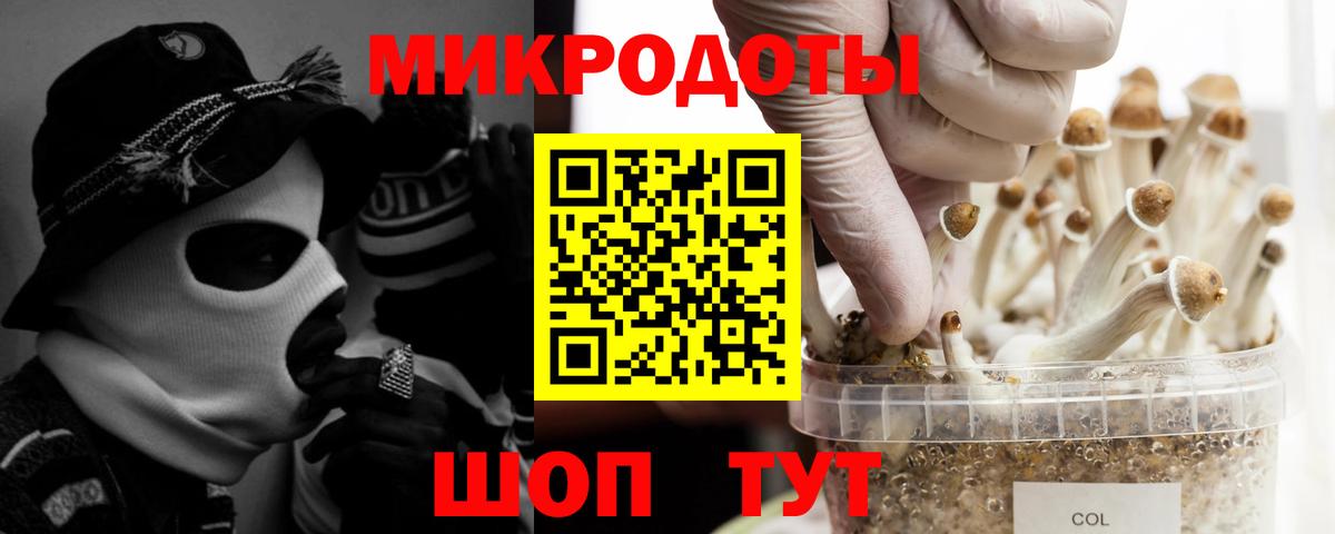 Галлюциногенные грибы Psilocybine cubensis Россия